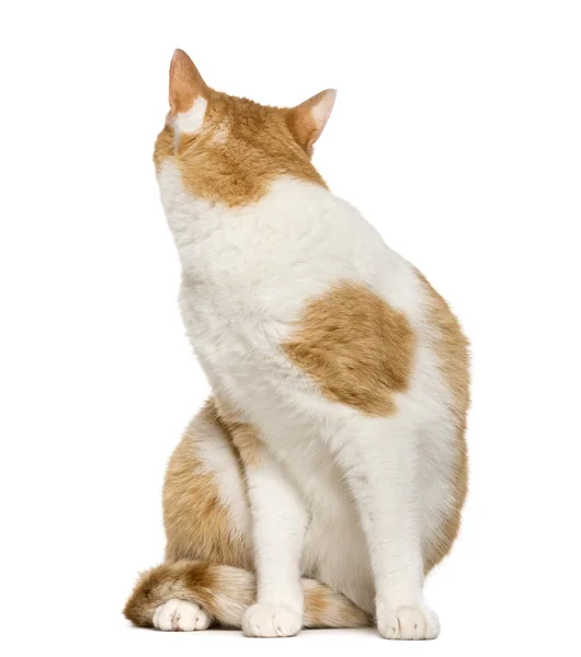 Katze blickt vor weißem Hintergrund zurück — Stockfoto