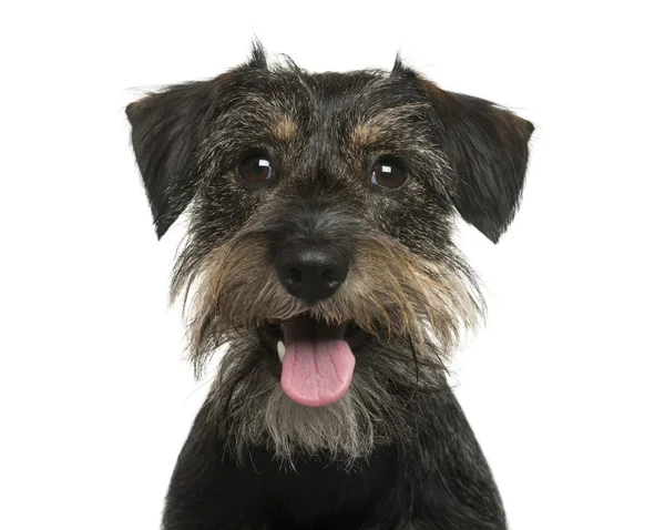 Close-up de um cão mestiço na frente de fundo branco — Fotografia de Stock