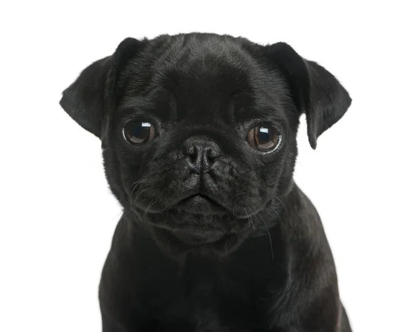 Close-up of a Pug puppy in front of a white background — Stock Photo, Image