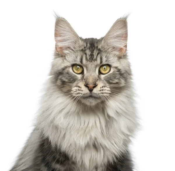 Close-up de um Maine Coon na frente de um fundo branco — Fotografia de Stock