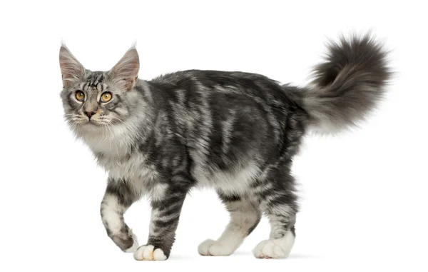 Maine Coon walking in front of a white background — Stock Photo, Image