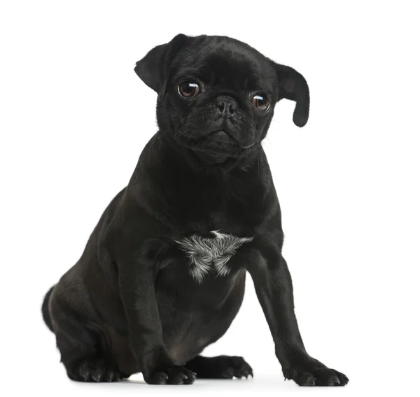 Pug puppy sitting in front of a white background — Stock Photo, Image