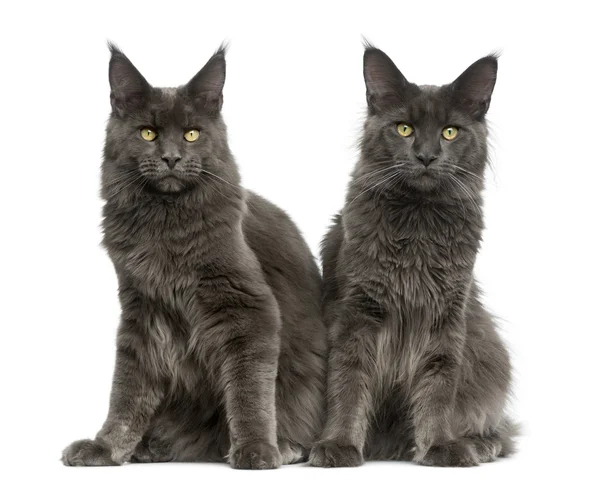 Zwei Maine Coons vor weißem Hintergrund — Stockfoto