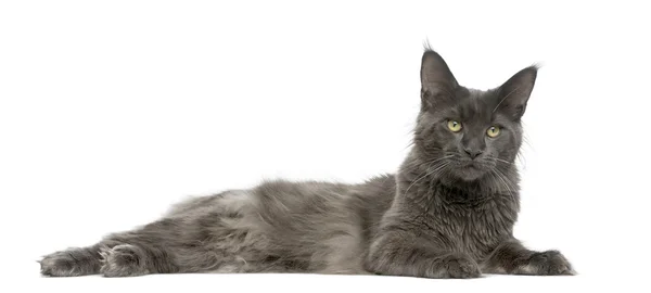 Maine Coon couché devant un fond blanc — Photo