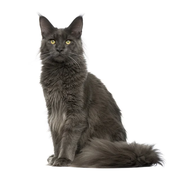 Maine Coon sitter framför en vit bakgrund — Stockfoto