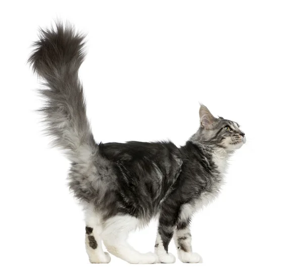 Maine Coon guardando verso l'alto davanti a uno sfondo bianco — Foto Stock