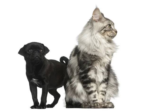 Maine Coon and Pug puppy in front of a white background — Stock Photo, Image