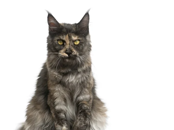 Maine Coon sitting in front of a white background — Stock Photo, Image