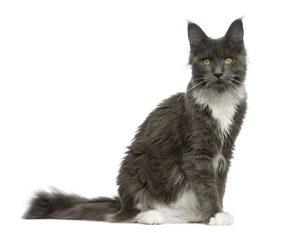 Maine Coon sentado na frente de um fundo branco — Fotografia de Stock