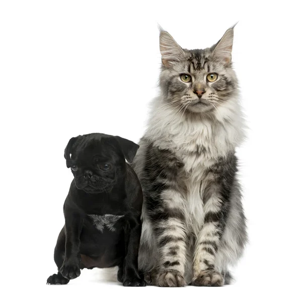 Maine Coon and Pug puppy in front of a white background — Stock Photo, Image