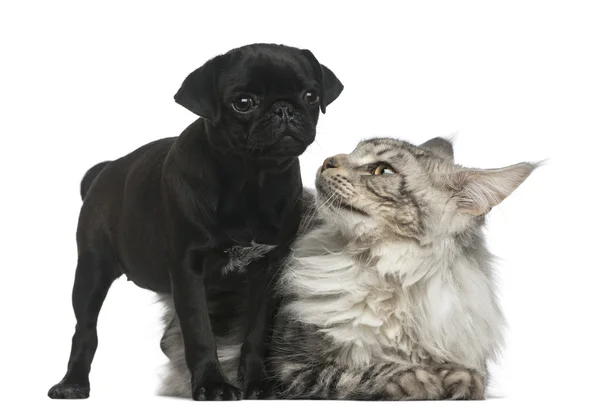 Beyaz arka plan önünde Maine Coon ve Pug köpek yavrusu — Stok fotoğraf