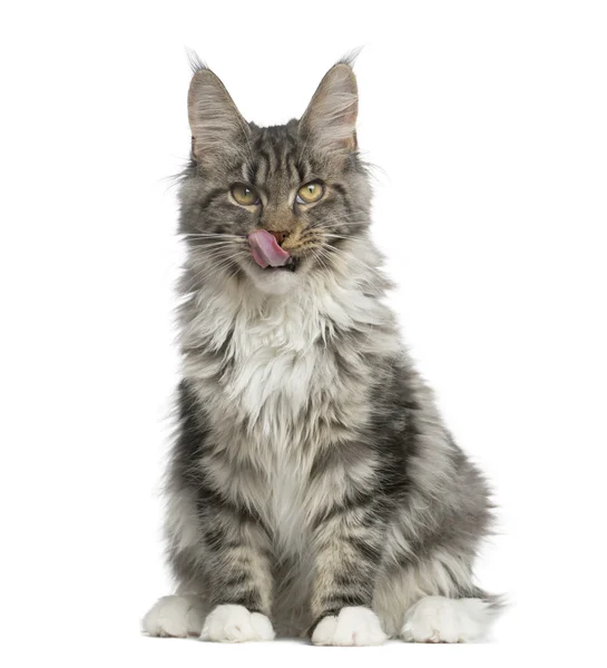 Maine Coon sitting in front of a white background — Stock Photo, Image