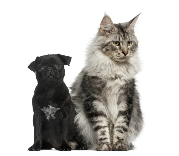 Maine Coon and Pug puppy in front of a white background — Stock Photo, Image