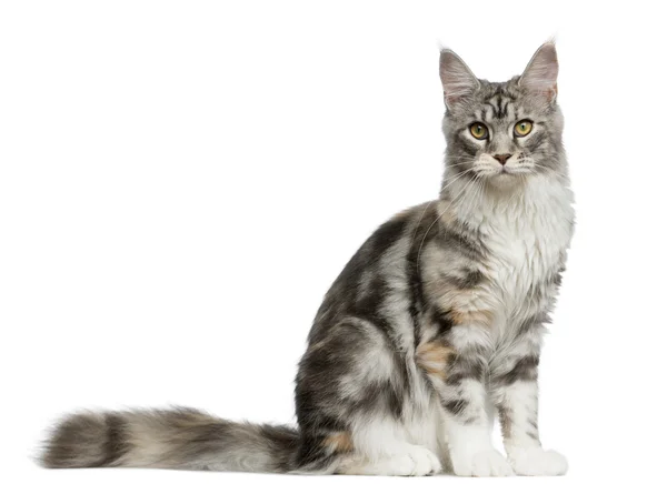 Maine Coon sentado na frente de um fundo branco — Fotografia de Stock