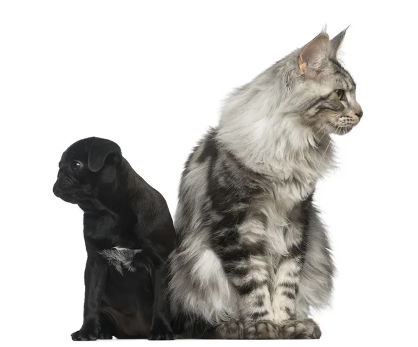 Beyaz arka plan önünde Maine Coon ve Pug köpek yavrusu — Stok fotoğraf