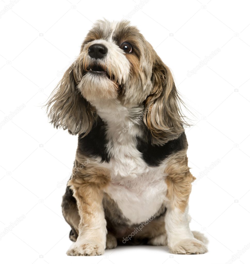 Crossbreed barking in front of white background
