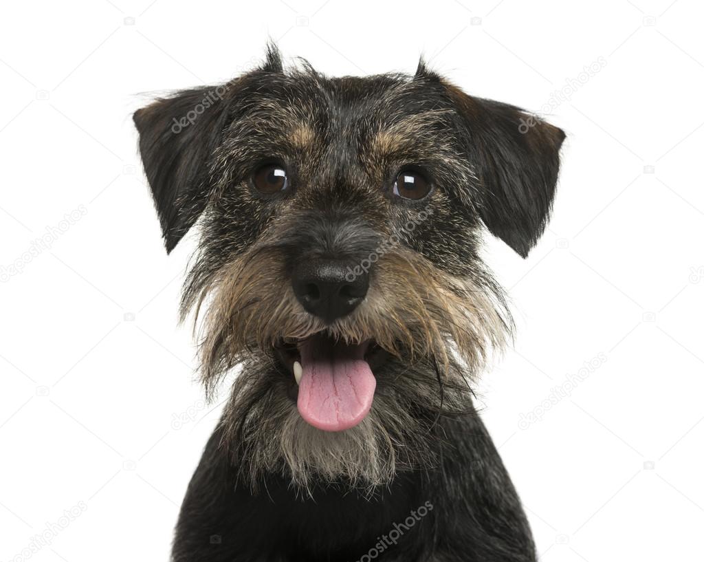 Close-up of a Crossbreed dog in front of white background