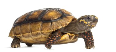 Red-footed tortoises (2 years old), Chelonoidis carbonaria