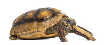 Red-footed tortoises (2 years old), Chelonoidis carbonaria