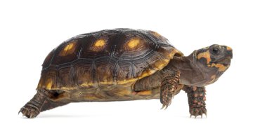 Red-footed tortoises (1,5 years old), Chelonoidis carbonaria