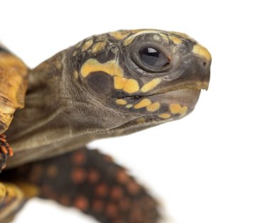 Close-up of a Red-footed tortoises (2 years old)