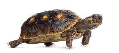 Red-footed tortoises (1,5 years old), Chelonoidis carbonaria