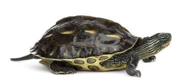 Chinese stripe-necked turtle (1 year old), Ocadia sinensis