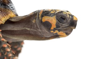 Close-up of a Red-footed tortoises (1,5 years old)