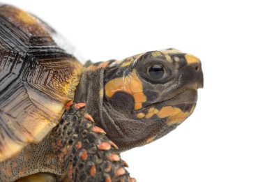 Close-up of a Red-footed tortoises (1,5 years old)