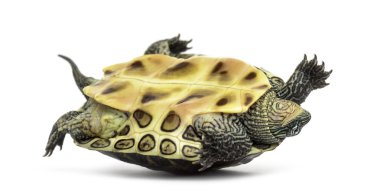 Chinese stripe-necked turtle (1 year old), Ocadia sinensis