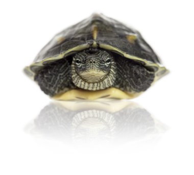 Chinese stripe-necked turtle (1 year old), Ocadia sinensis