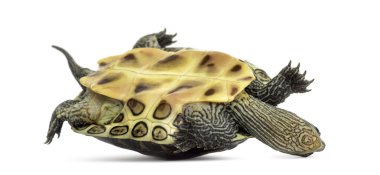 Chinese stripe-necked turtle (1 year old), Ocadia sinensis