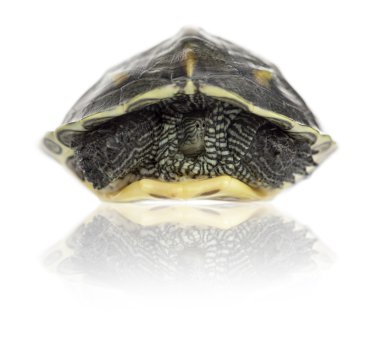 Chinese stripe-necked turtle (1 year old), Ocadia sinensis