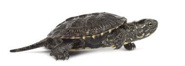 European pond turtle (1 year old), Emys orbicularis