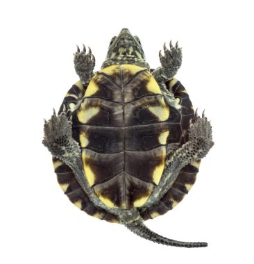 European pond turtle (1 year old), Emys orbicularis