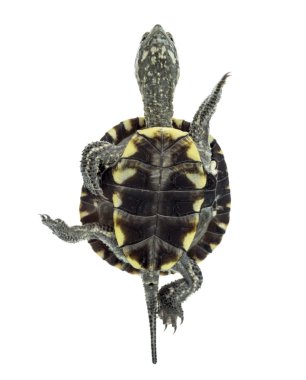 European pond turtle (1 year old), Emys orbicularis