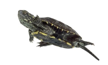 European pond turtle (1 year old), Emys orbicularis