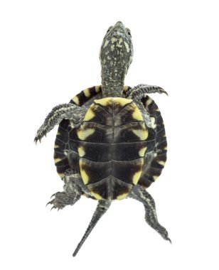European pond turtle (1 year old), Emys orbicularis