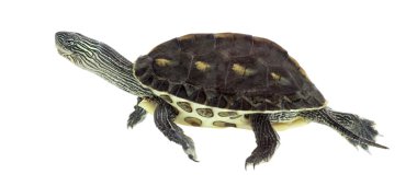 Close-up of an European pond turtle (1 year old)