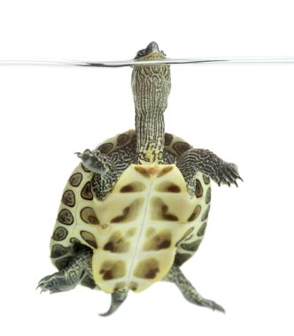 Yüzen Avrupa gölet kaplumbağa (1 yaşında), Emys orbicularis,