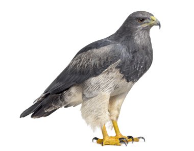 Chilean blue eagle - Geranoaetus melanoleucus (17 years old) clipart