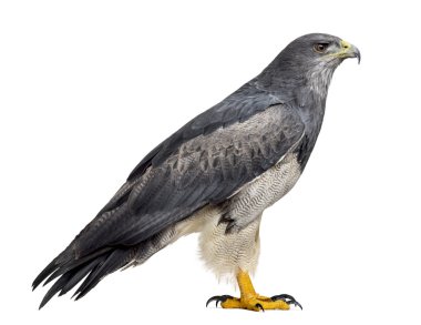 Şili mavi kartal - Geranoaetus melanoleucus (17 yaşındaki)