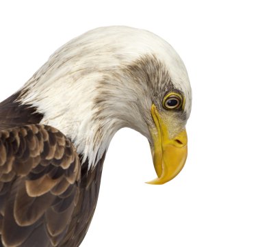 Close-Up kel kartal - Haliaeetus leucocephalus