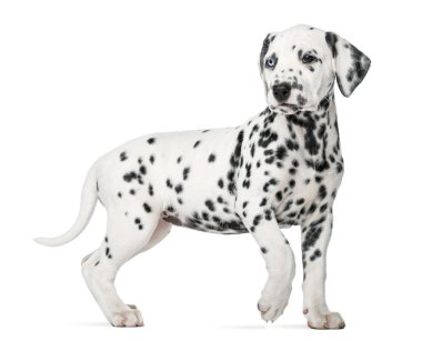 Dalmaçyalı beyaz b önünde yürüyüş hetrokromya köpekle