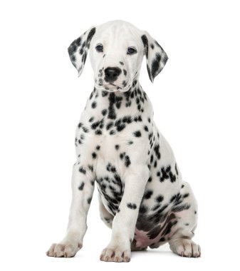 Beyaz bir arka plan önünde oturan Dalmaçya köpek yavrusu