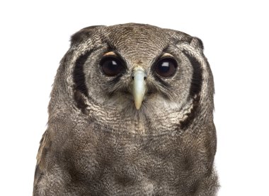 Verreaux'ın kartal-baykuş - Bubo lacteus