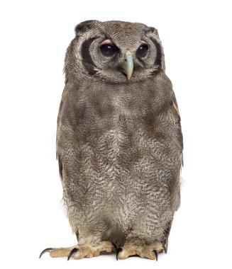 Verreaux'ın kartal-baykuş - Bubo lacteus