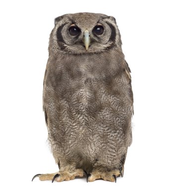 Verreaux's eagle-owl - Bubo lacteus clipart