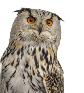 Yakın çekim, bir Sibirya kartal baykuş - fr Bubo bubo (3 yaşında)