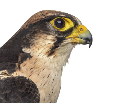 Close-up of a Lanner falcon clipart